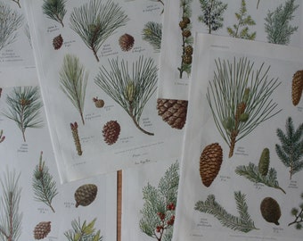 Six Vintage Original 1930 Botanical prints