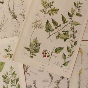 Sei stampe botaniche vintage originali del 1930