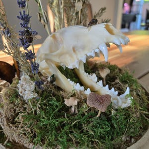 Fox Skull & Botanical Glass Dome – Real Bone Curio, Dried Flowers, Butterfly, Moss, Bees Witchcore, Gothic Home Decor, Natural History Gift