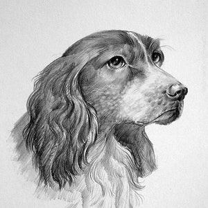 Spaniel
