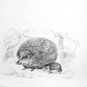 Hedgehog and babe
