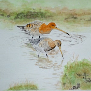 Watercolor print of &#39;Bar Tailed Godwit&#39;