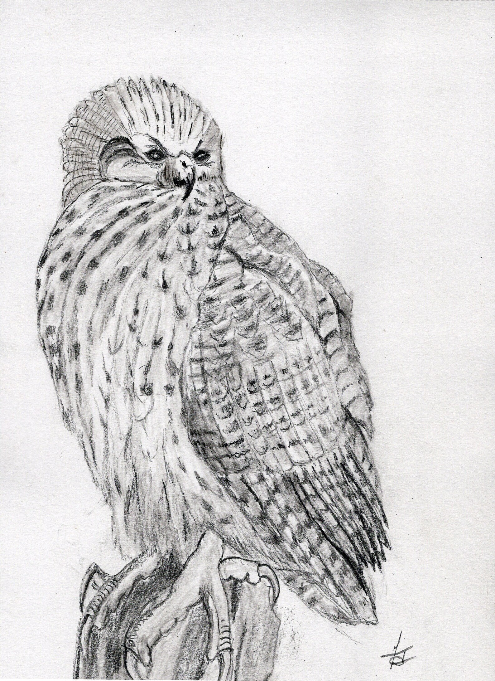 Graphite Drawing of 'pells Fishing Owl' - Etsy