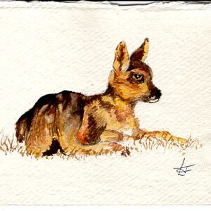Watercolor print of 'Young Deer'