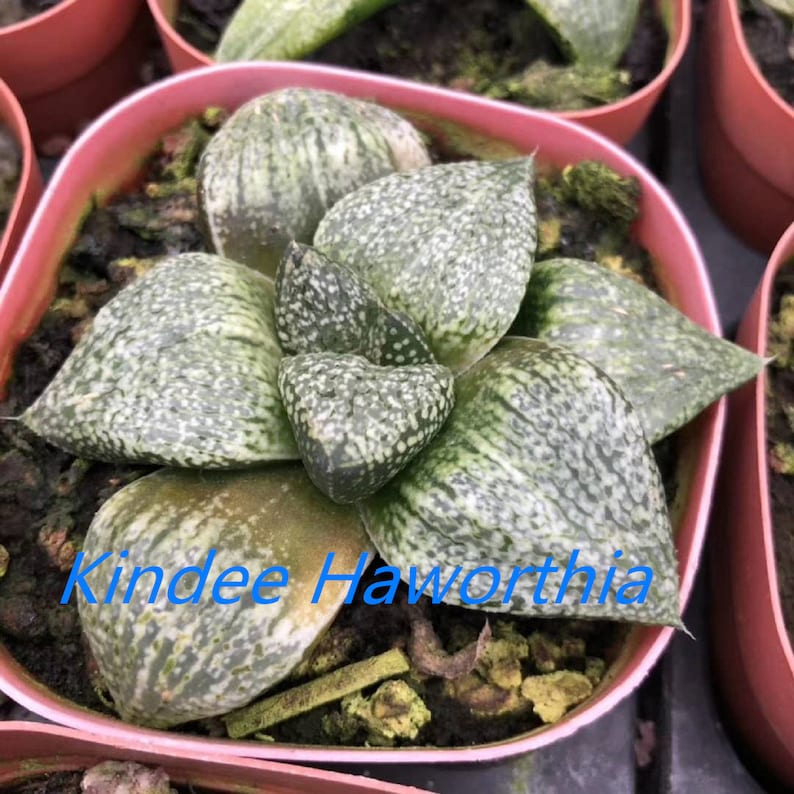 Haworthia \u2018karasujyo\u2019 Rare Succulent Plant in 3 Pot