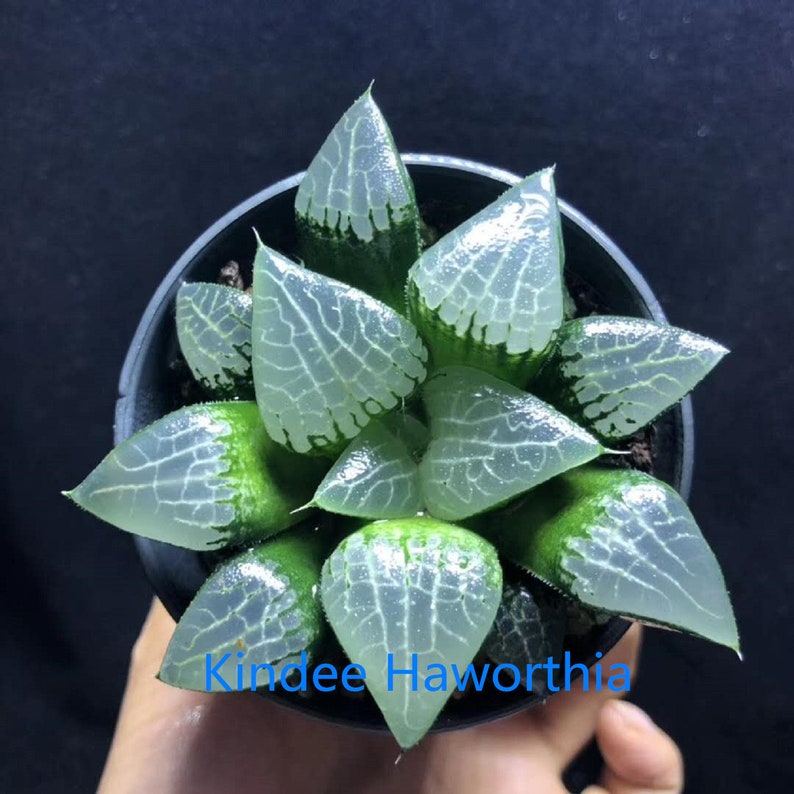 Haworthia correcta \u2018Hail\u2019 Rare Succulent Plant in 3 Pot