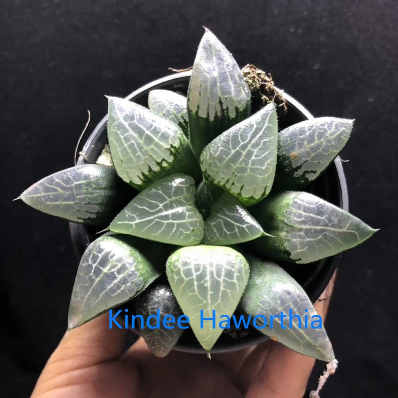 Haworthia correcta \u2018Hail\u2019 Rare Succulent Plant in 3 Pot