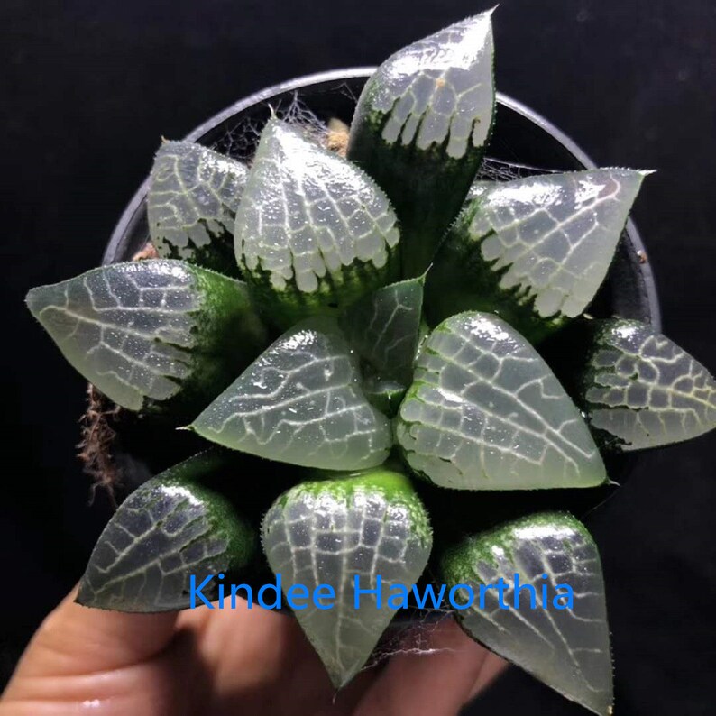 Haworthia correcta \u2018Hail\u2019 Rare Succulent Plant in 3 Pot