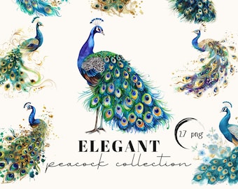 Clipart paon aquarelle : images PNG florales pour le scrapbooking (téléchargement numérique)