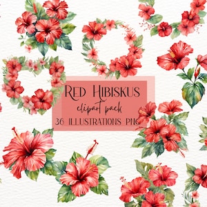 Aquarell Roter Hibiskus Clipart, tropische Blumenkunst, Hibiskuskränze