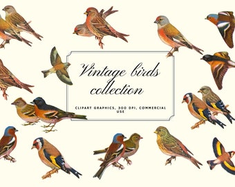 Vintage Birds, Antique Birds Clipart
