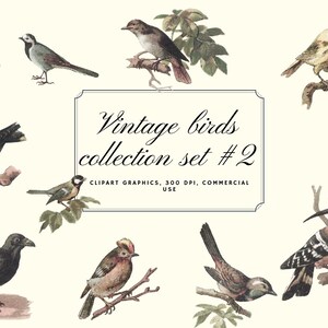 36 Vintage Birds Clipart, Antique Bird Clipart, Bird Graphics, Vintage Clipart, Craft Supplies,Scrapbook Supplies