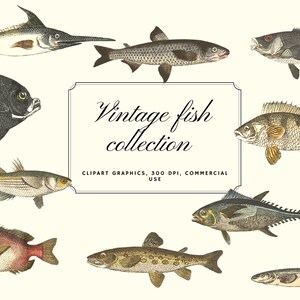 Vintage Fish Illustration, Vintage Fish Clipart, Natural History, Nautical Clipart