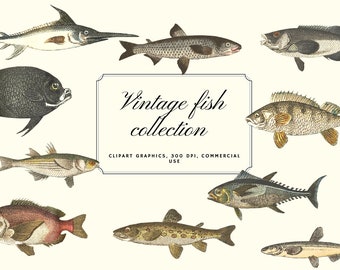 Vintage Fish Illustration: Nautical Clipart (26 PNG)