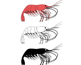 Shrimp, Shrimp SVG, SVG Files, Prawn Svg, Clip Art, SVG, Cricut, Silhouette Cameo, ScanNCut, Crawfish, Shrimp vector, Lobster, Sea food Svg