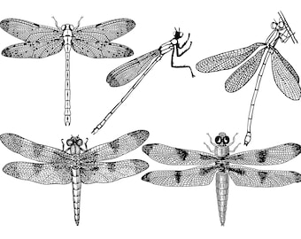 DRAGONFLY SVG BUNDLE, Dragonfly Svg Cut Files for Cricut, Dragonfly Clipart, Insect Svg Files