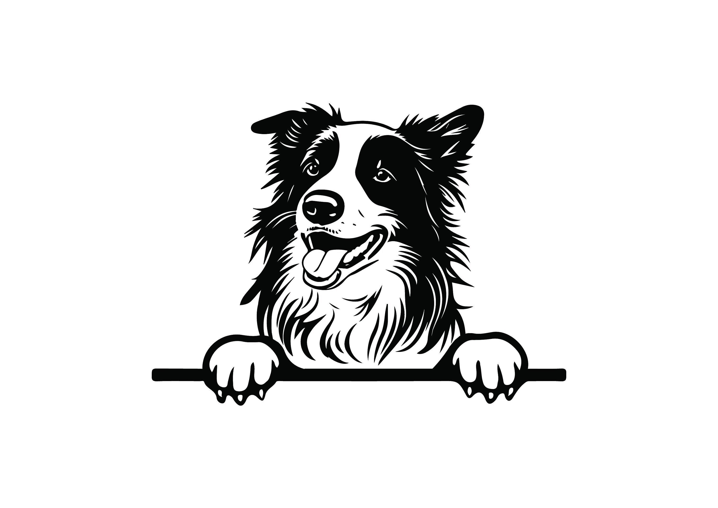 son-border-collie-retrievers