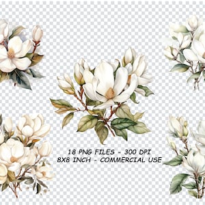 MAGNOLIE BLUME AQUARELL Clipart, Magnolien Blume Aquarell Png-Dateien, transparenter Hintergrund Png