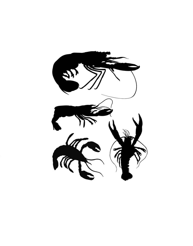 May include: Silhouettes of four crayfish, all facing different directions. The crayfish are black against a white background.