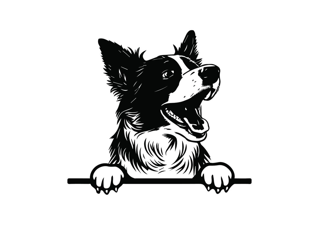 PEEKING BORDER COLLIE Svg, Peeking Border Collie Clipart, Peeking