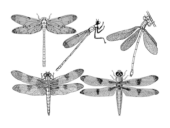 Download Dragonfly Svg Bundle Dragonfly Svg Cut Files For Cricut Etsy