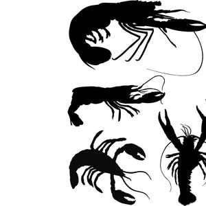 May include: Silhouettes of four lobsters in various poses. The lobsters are all black against a white background.