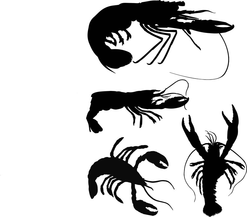 May include: Silhouettes of four lobsters in various poses. The lobsters are all black against a white background.