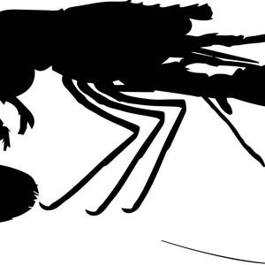 May include: Black silhouette of a shrimp with its legs and tail curled up.