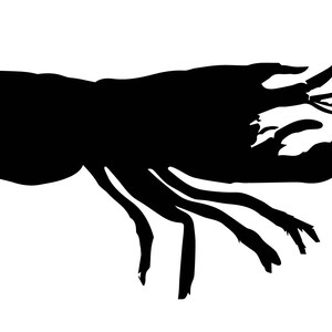 May include: Black silhouette of a shrimp with its tail curled up and its claws extended.