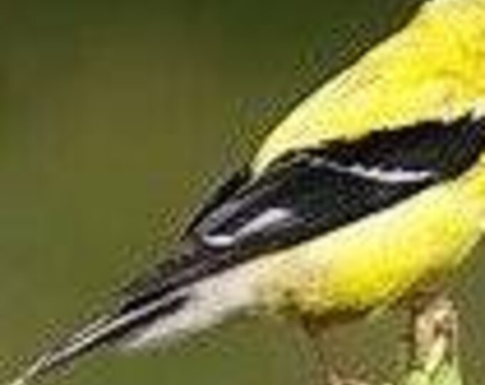 Goldfinch Counted Cross Stitch Pattern, Bird Cross Stitch Pattern, Nature Cross Stitch Pattern – PDF Download