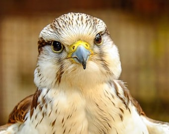Falcon Counted Cross Stitch Pattern, Bird Counted Cross Stitch Pattern, Nature Counted Cross Stitch Pattern – PDF Download