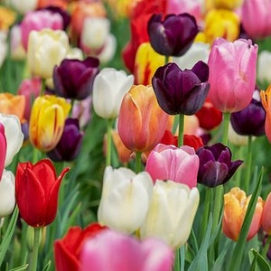 Tulip Field Counted Cross Stitch Pattern, Floral Cross Stitch, Spring Cross Stitch Pattern, Garden Counted Cross Stitch – PDF Download