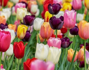 Tulip Field Counted Cross Stitch Pattern, Floral Cross Stitch, Spring Cross Stitch Pattern, Garden Counted Cross Stitch – PDF Download