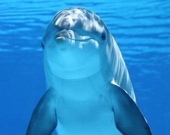 Happy Dolphin Counted Cross Stitch Pattern, Nautical Cross Stitch Pattern, Ocean Cross Stitch Pattern – PDF Download