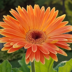 Orange Daisy Counted Cross Stitch Pattern, Flower Counted Cross Stitch Pattern, Summer Counted Cross Stitch Pattern – PDF Download