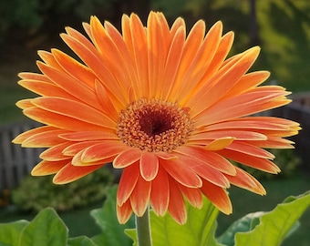 Orange Daisy Counted Cross Stitch Pattern, Flower Counted Cross Stitch Pattern, Summer Counted Cross Stitch Pattern – PDF Download
