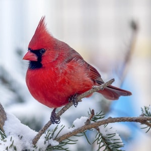 Snow Cardinal Counted Cross Stitch Pattern, Bird Cross Stitch Pattern, Winter Counted Cross Stitch, Nature Cross Stitch– PDF Download