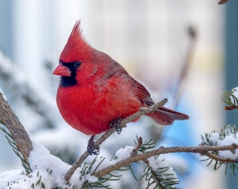Snow Cardinal Counted Cross Stitch Pattern, Bird Cross Stitch Pattern, Winter Counted Cross Stitch, Nature Cross Stitch– PDF Download