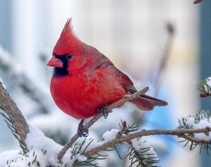 Snow Cardinal Counted Cross Stitch Pattern, Bird Cross Stitch Pattern, Winter Counted Cross Stitch, Nature Cross Stitch– PDF Download