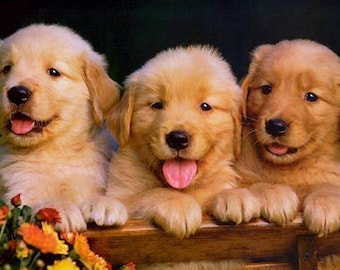 3 Cute Faces Counted Cross Stitch Pattern, Puppy Counted Cross Stitch, Cute Counted Cross Stitch, Golden Retriever Puppies – PDF Download