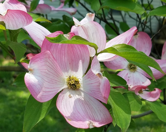 Pink Dogwood Counted Cross Stitch Pattern, Floral Cross Stitch, Spring Counted Cross Stitch Pattern – PDF Download