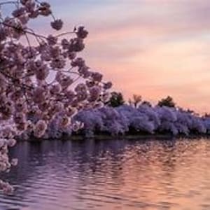 DC Cherry Blossoms Cross Stitch Pattern, Spring Floral Scenic (PDF Download)