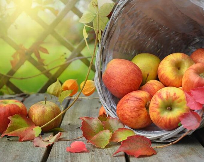 Fall Apple Basket Counted Cross Stitch Pattern, Harvest Cross Stitch Pattern, Seasonal Cross Stitch Pattern, Rustic Decor – PDF Download