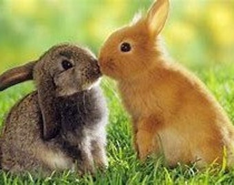 Bunny Love Counted Cross Stitch Pattern, Love and Romance, Spring Counted Cross Stitch – PDF Download