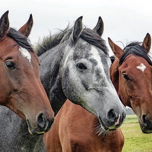 Three Horses Counted Cross Stitch Pattern, Animal Counted Cross Stitch Pattern – PDF Download