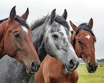 Three Horses Counted Cross Stitch Pattern, Animal Counted Cross Stitch Pattern – PDF Download