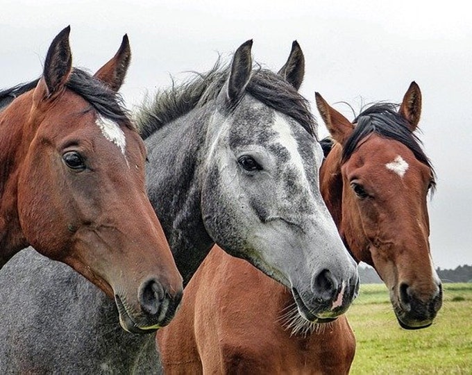 Three Horses Counted Cross Stitch Pattern, Animal Counted Cross Stitch Pattern – PDF Download