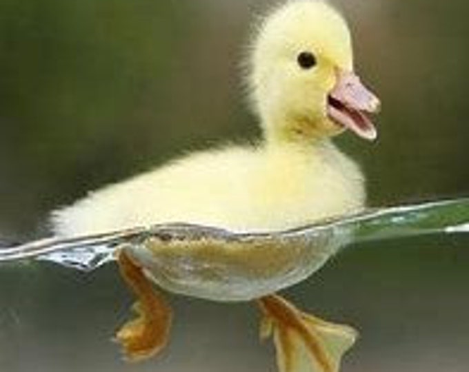 Chick Swimming Counted Cross Stitch Pattern, Cute Counted Cross Stitch Pattern – PDF Download
