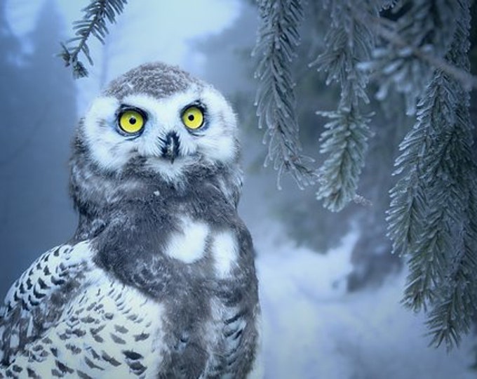 Snow Owl Counted Cross Stitch Pattern, Winter Counted Cross Stitch Pattern, Wildlife Counted Cross Stitch Pattern – PDF Download