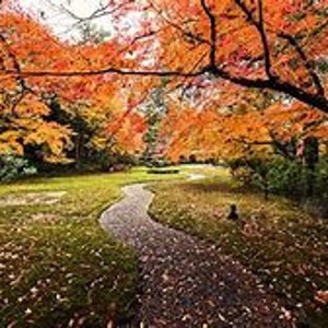 Fall Lane Counted Cross Stitch Pattern, Scenic Cross Stitch, Nature Cross Stitch, Autumn Cross Stitch – PDF Download